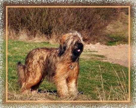 filou
