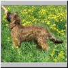 Fox_02.jpg