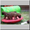 Babies_Dilemma_12.jpg