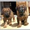 Babies_03.jpg
