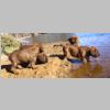 Babies_04.jpg