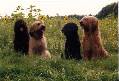 hunde